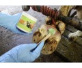 Podoseptan® Hoof Paste thumb